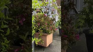 Weigela In Container Reblooming In Summer [upl. by Tadeo]