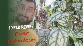 Piper Sylvaticum Review  1 Year Later  A Houseplant to consider [upl. by Stratton]