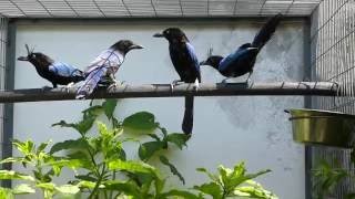 San Blas Jay Cyanocorax sanblasianus  Bird amp Animal Center [upl. by Osnofla]