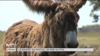 Animaux  le baudet du Poitou [upl. by Cissej]