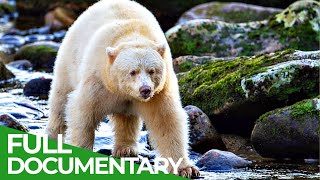 The White Spirit Bears of British Columbia  Free Documentary Nature [upl. by Beichner]