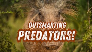 How Warthogs Outsmart Africas Fiercest Predators [upl. by Nitsuga]