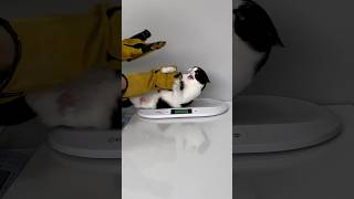 Aniden saldırdı cat puppy catlover kedi animals cute pets kitten [upl. by Bramwell]