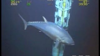 WORLD RECORD FISH 18ft Tuna ROV Deepwater Footage Bluefin Yellowfin Redfish [upl. by Ennagrom928]