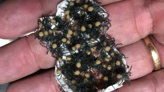 DEADLY SPIDER EGG SAC OPENING  The Australian Reptile Park [upl. by Ursal295]