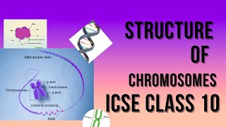 Structure of Chromosomes  ICSE Class 10  GyanBaksha [upl. by Dael]