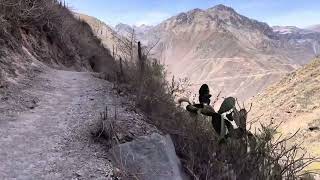 Colca Canyon hike [upl. by Henarat]