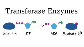 What are Transferase enzymes  MCAT Biochemistry [upl. by Enelrats]