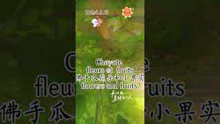 佛手瓜Chayote [upl. by Arraic]