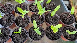 Final potting of Zinnia plants amp Hollyhock treatment [upl. by Asare]