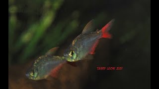 Columbian red and blue tetra Hyphessobrycon columbianus species profile [upl. by Aerdnac956]