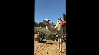 Ourika Valley Morocco  discover the Atlas mountains [upl. by Souza]