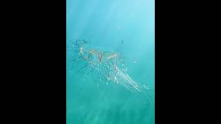 Mare Albissola Cigar jellyfish Medusa Olindia Olindias phosphorica fishing ocean sea snorkeling [upl. by Starlin944]