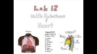 Gross Anatomy  Lab 12 Middle Mediastinum amp Heart Review [upl. by Enelrac834]