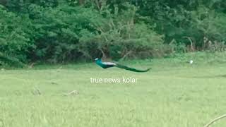 KOLAR HILL PEACOCK June 14 2024 [upl. by Atinuj964]