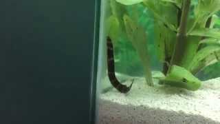 Kuhli Loach Swimming Around [upl. by Riannon]