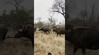 Buffalos Big Group wildlife animals safari shortsfeed viralvideo [upl. by Icnarf]