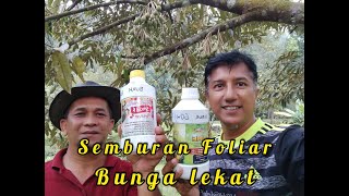 Semburan Foliar Pokok Durian Musang King dan Duri Hitam [upl. by Yeldnarb]