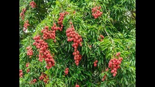 How to grow LYCHEE tree from seeds in Container  Lychee Seed Germination [upl. by Edgerton]