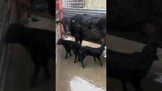 Angus Cow delivers Twins shorts farming cow agriculture viral farmlife vlog satisfying fyp [upl. by Conlee]