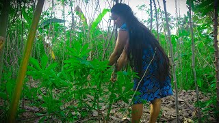 Manioc Pittu Cassava Wade and Delessite Curry 🌿 Taste the Tradition [upl. by Nosam]