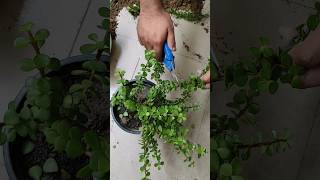 Jade Plant Clippings The Ultimate Guide to Growing Your Cuttings jade [upl. by Fosdick]