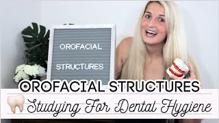 Orofacial Structures  Studying for Dental Hygiene Ep 1 [upl. by Alansen151]