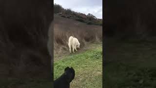 Cane Corso Mastino Abruzzese amp Italian Volpino [upl. by Rhianna]