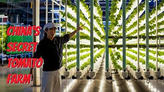 Hydroponic greenhouse farming in China 中国的水培温室农业 chinainnovation chinatechnology agrotech [upl. by Weidar]