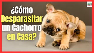 ¿COMO DESPARASITAR UN PERRO CACHORRO EN CASA [upl. by Ainelec]