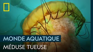 La méduse Chrysaora quinquecirrha tueuse marine  SOUS L’OCÉAN [upl. by Desdee]