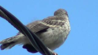 Northern Mockingbird Fledgling [upl. by Nahpets424]