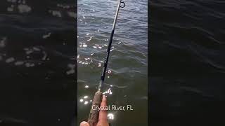 fishing kayak kayakfishing florida pinfish crystalriver trout troutfishing speckledtrout [upl. by Nwahsem726]