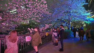 4K・ Night Tokyo Sakura at Meguro River・4K HDR [upl. by Imas853]