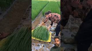 Beautiful Harvest On The Green Onions Farm satisfying shortsvideo agriculture bloomingonionfood [upl. by Boffa280]