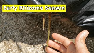 Rhizome Season Looks to be a Bit Early This Year [upl. by Teahan712]