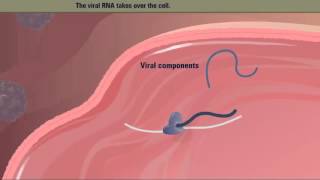 Polio Virus Life Cycle HD Animation [upl. by Prowel757]