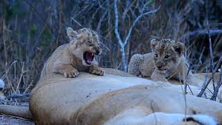 Nkuhuma cubs Drinking [upl. by Macdonald]