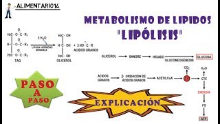 Lipólisis  Metabolismo de Lípidos  Explicación  Vídeos Educativos [upl. by Arabeila]