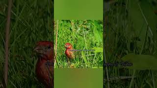 Pine Grosbeak indulging on some dandelion thedoobiebrothers listentothemusic [upl. by Laws]