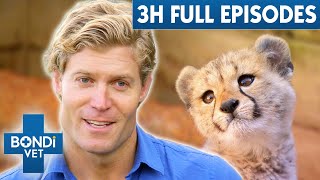 3 Hours Of Full Episodes  Bondi Vet Entire Season 5 Part 1 [upl. by Ahsiral]