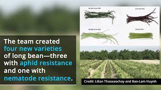 Protecting Long Beans From Aphids and Nematodes [upl. by Tessy]