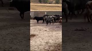 Diversidad de pelajes en el toro bravo torodelidia tauromaquia torobravo [upl. by Aviva]