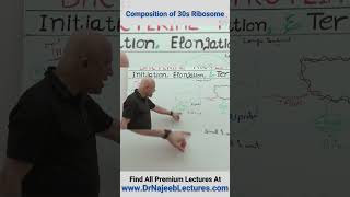 Composition Of 30S Ribosome [upl. by Ymmor]