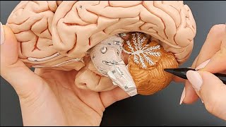 Cerebellum Anatomy  Part 5 of 5 [upl. by Raychel]