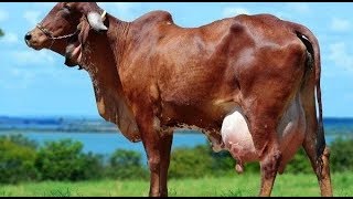 गिर गाय का डेयरी फार्म  गिर गाय जो 50 लीटर दूध देती है  Gir cow with 50 litre Milk daily [upl. by Benjy]