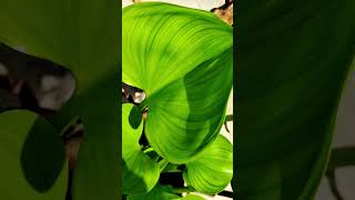 Water Hyacinth is a large aquatic plants Jal kumbhi waterplantsnature trending viralvideo [upl. by Spiegelman160]