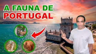 Conheça a INCRÍVEL diversidade da FAUNA de PORTUGAL [upl. by Sitnalta248]