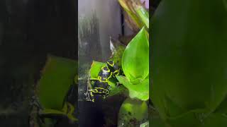 leucomelas cerroautana amphibians poisondartfrog terrariumlife dendrobate [upl. by Narat973]