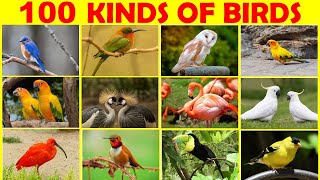 100 Kinds of Birds  Birds  Bird Names in English  Bird Types  Bird Pictures  Birds Vocabulary [upl. by Eltsyek]